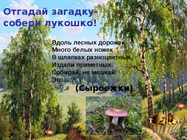 Отгадай загадку- собери лукошко! Вдоль лесных дорожек  Много белых ножек  В шляпках разноцветных,  Издали приметных.  Собирай, не мешкай!  Это… ? (Сыроежки) 