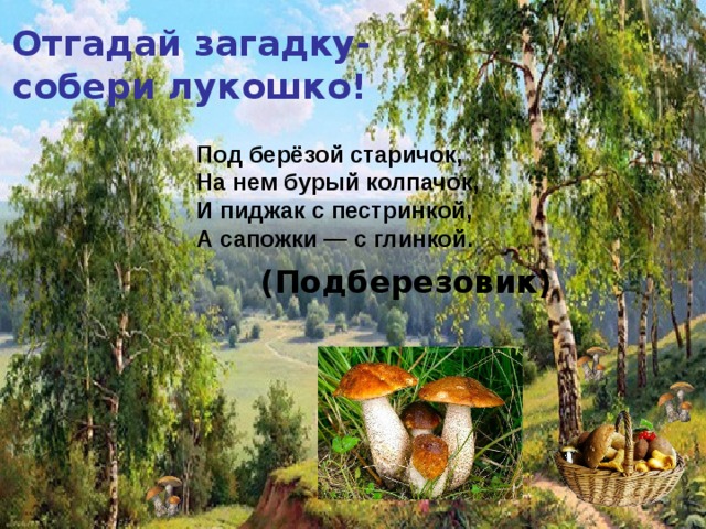 Отгадай загадку- собери лукошко! Под берёзой старичок,  На нем бурый колпачок,  И пиджак с пестринкой,  А сапожки — с глинкой. (Подберезовик)    