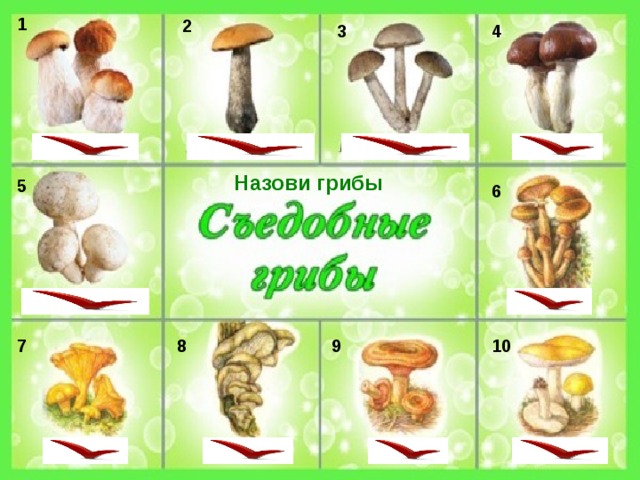 1 2 4 3 Назови грибы 5 6 7 8 9 10 