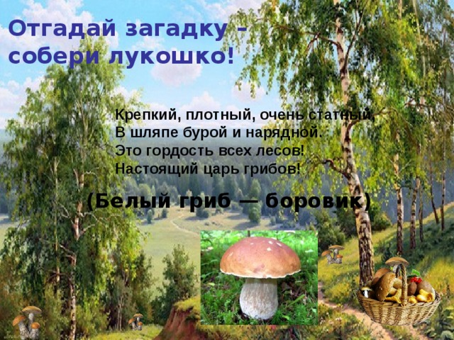 Отгадай загадку – собери лукошко! Крепкий, плотный, очень статный,  В шляпе бурой и нарядной.  Это гордость всех лесов!  Настоящий царь грибов!    (Белый гриб — боровик) 