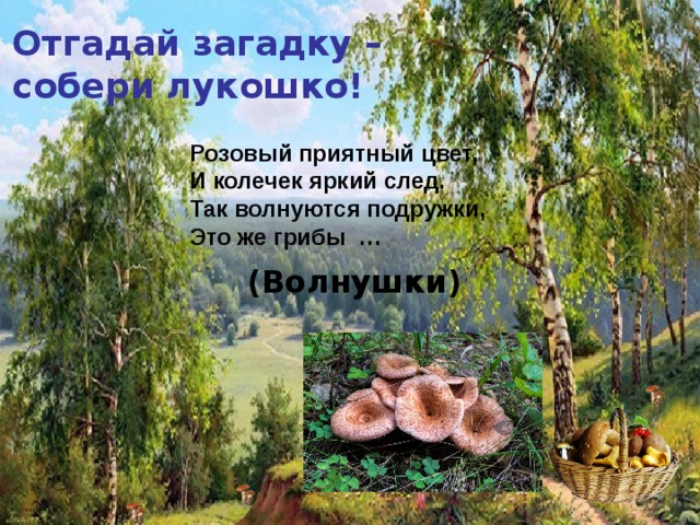 Отгадай загадку – собери лукошко! Розовый приятный цвет,  И колечек яркий след.  Так волнуются подружки,  Это же грибы  …   (Волнушки)    
