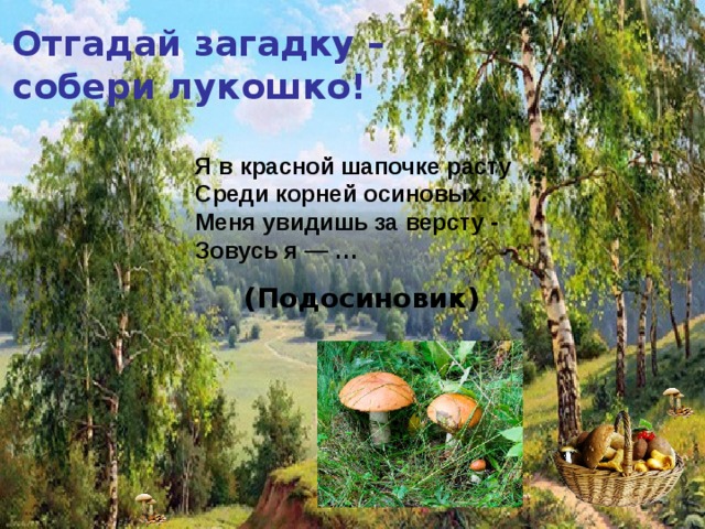 Отгадай загадку – собери лукошко! Я в красной шапочке расту  Среди корней осиновых.  Меня увидишь за версту -  Зовусь я — … (Подосиновик) 