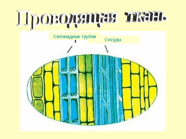 Ситовидные трубки Сосуды 