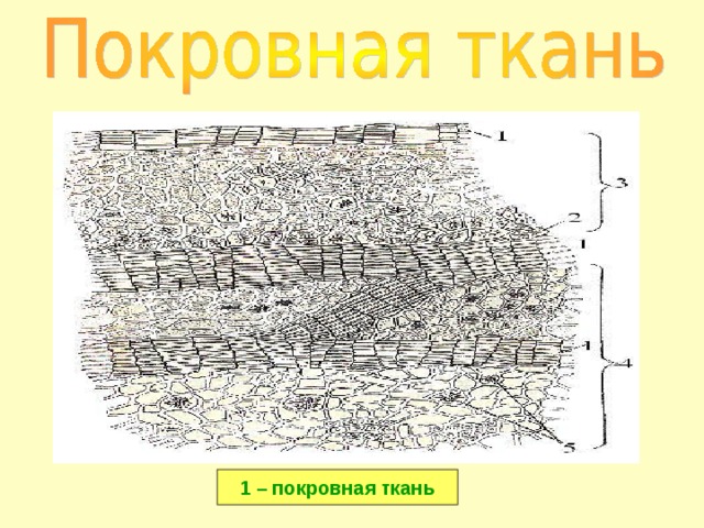 1 – покровная ткань 