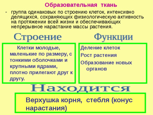 Образовательная ткань группа одинаковых по строению клеток, интенсивно делящихся, сохраняющих физиологическую активность на протяжении всей жизни и обеспечивающих непрерывное нарастание массы растения.  Клетки молодые, маленькие по размеру, с тонкими оболочками и крупными ядрами, плотно прилегают друг к другу. Деление клеток Рост растения Образование новых органов Верхушка корня, стебля (конус нарастания) 
