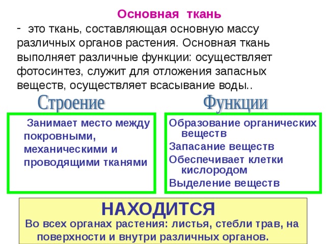 Основная ткань  это ткань, составляющая основную массу различных органов растения. Основная ткань выполняет различные функции: осуществляет фотосинтез, служит для отложения запасных веществ, осуществляет всасывание воды..  Образование органических веществ Запасание веществ Обеспечивает клетки кислородом Выделение веществ  Занимает место между покровными, механическими и проводящими тканями НАХОДИТСЯ  Во всех органах растения: листья, стебли трав, на поверхности и внутри различных органов. 
