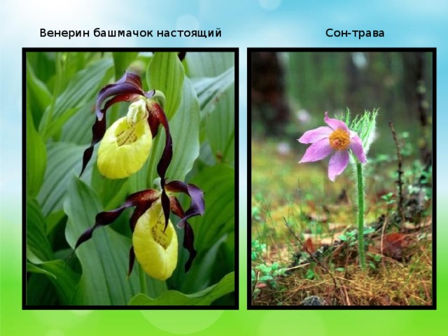 Венерин башмачок настоящий Сон-трава 