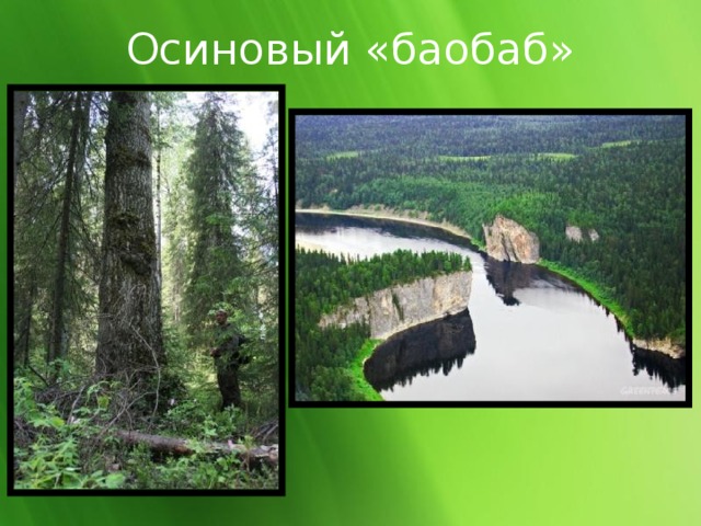 Осиновый «баобаб» 