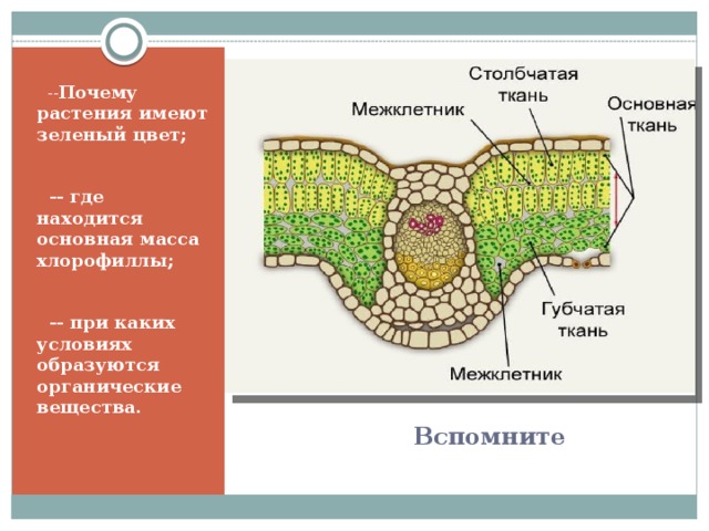 -- Почему растения имеют зеленый цвет;  -- где находится основная масса хлорофиллы;  -- при каких условиях образуются органические вещества.    Вспомните 