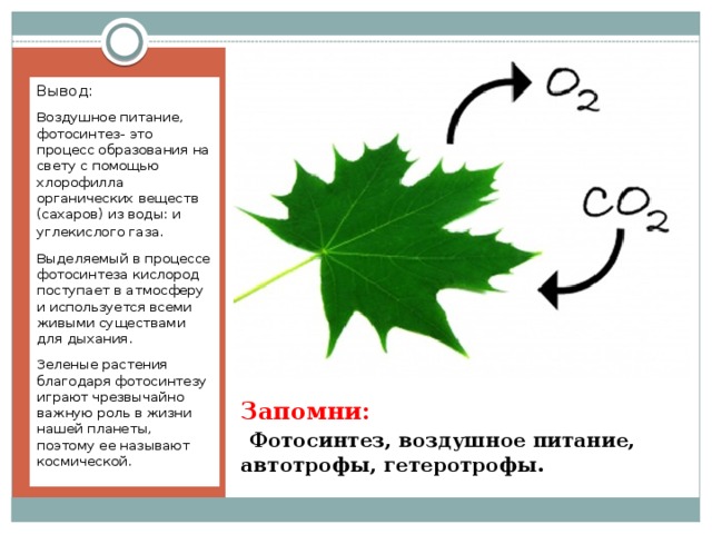Вывод: Воздушное питание, фотосинтез- это процесс образования на свету с помощью хлорофилла органических веществ (сахаров) из воды: и углекислого газа . Выделяемый в процессе фотосинтеза кислород поступает в атмосферу и используется всеми живыми существами для дыхания. Зеленые растения благодаря фотосинтезу играют чрезвычайно важную роль в жизни нашей планеты, поэтому ее называют космической. Запомни:   Фотосинтез, воздушное питание, автотрофы, гетеротрофы. 