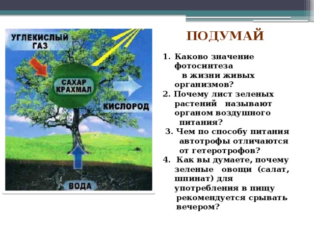 Подумай Каково значение фотосинтеза  в жизни живых организмов? 2. Почему лист зеленых растений называют органом воздушного  питания?  3. Чем по способу питания  автотрофы отличаются  от гетеротрофов? 4. Как вы думаете, почему зеленые овощи (салат, шпинат) для употребления в пищу  рекомендуется срывать  вечером? 