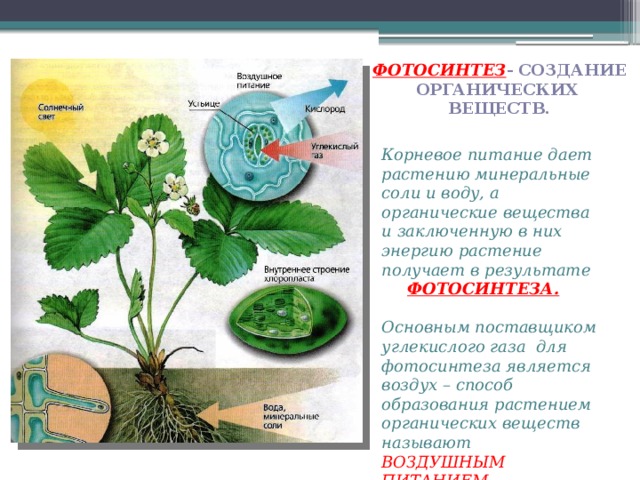 Фотосинтез - создание Органических Веществ. Корневое питание дает растению минеральные соли и воду, а органические вещества и заключенную в них энергию растение получает в результате  ФОТОСИНТЕЗА.  Основным поставщиком углекислого газа для фотосинтеза является воздух – способ образования растением органических веществ называют ВОЗДУШНЫМ ПИТАНИЕМ.  