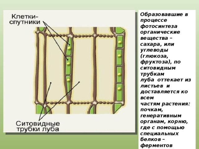 Образовавшие в процессе фотосинтеза органические вещества –сахара, или углеводы (глюкоза, фруктоза), по ситовидным трубкам луба оттекает из листьев и доставляется ко всем частям растения: почкам, генеративным органам, корню, где с помощью специальных белков – ферментов превращаются в другие органические вещества( крахмал, белки, жиры и др) 