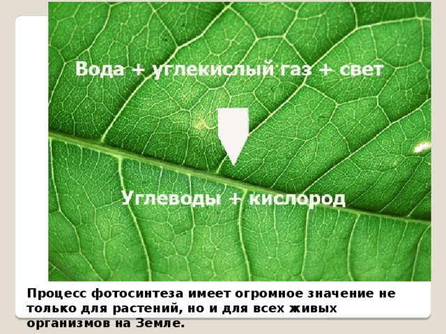 Процесс фотосинтеза имеет огромное значение не только для растений, но и для всех живых организмов на Земле.  