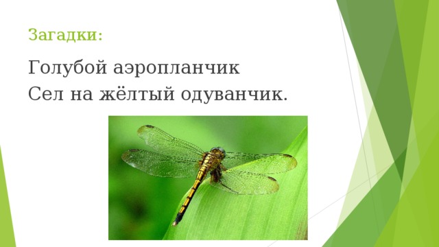 Загадки: Голубой аэропланчик Сел на жёлтый одуванчик. 