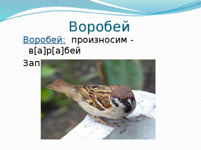Воробей Воробей: произносим - в[а]р[а]бей Записываем - в о р о бей 
