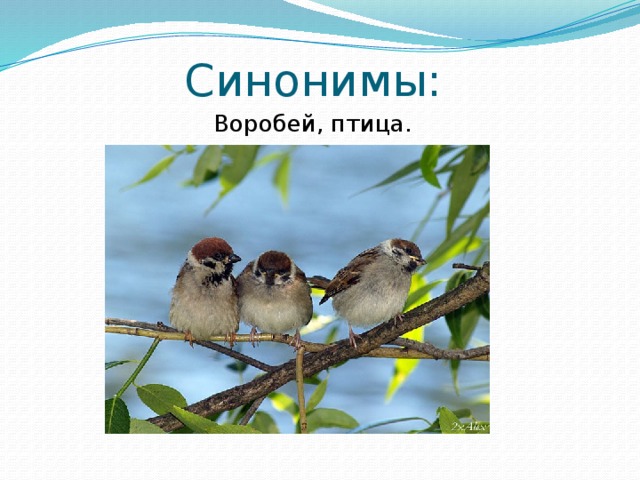 Синонимы: Воробей, птица. 