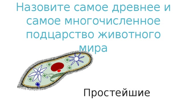 Назовите самое древнее и самое многочисленное подцарство животного мира   Простейшие Простейшие  