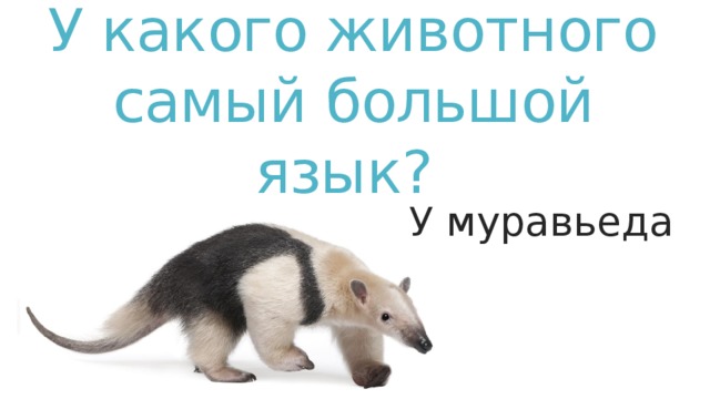 У какого животного самый большой язык? У муравьеда 