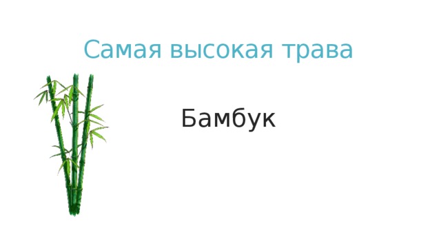 Самая высокая трава Бамбук 