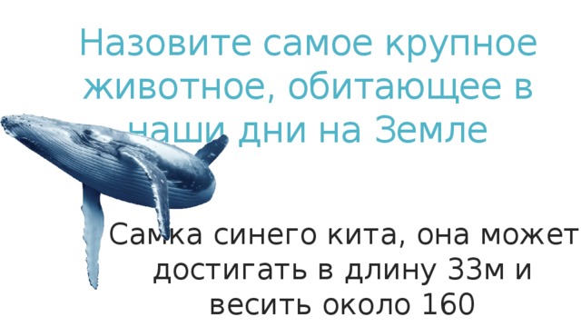 Назовите самое крупное животное, обитающее в наши дни на Земле Самка синего кита, она может достигать в длину 33м и весить около 160 Самка синего кита, она может достигать в длину 33м и весить около 160  