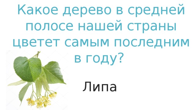 Какое дерево в средней полосе нашей страны цветет самым последним в году? Липа Липа  