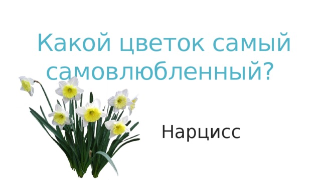Какой цветок самый самовлюбленный? Нарцисс Нарцисс  