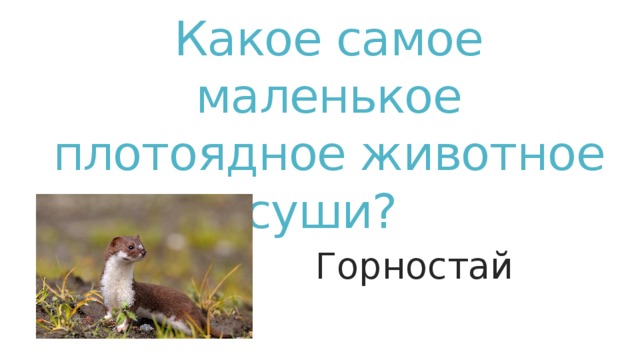 Какое самое маленькое плотоядное животное суши? Горностай Горностай  