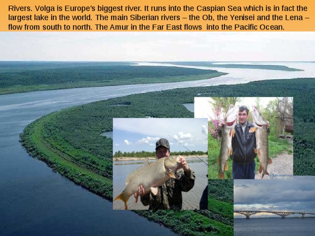Rivers. Volga is Europe’s biggest river. It runs into the Caspian Sea which is in fact the largest lake in the world. The main Siberian rivers – the Ob, the Yenisei and the Lena – flow from south to north. The Amur in the Far East flows into the Pacific Ocean. 