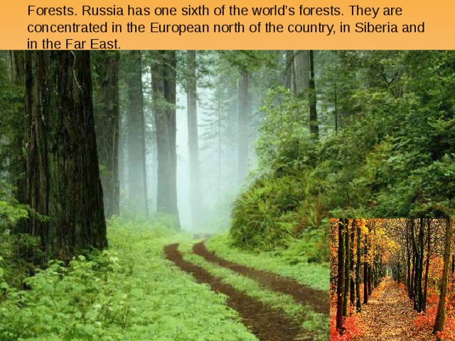 Forests. Russia has one sixth of the world’s forests. They are concentrated in the European north of the country, in Siberia and in the Far East. 