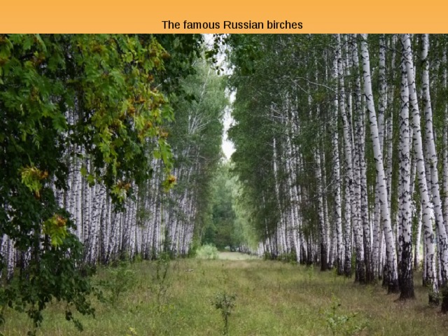 The famous Russian birches 
