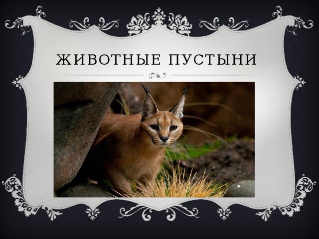 Животные пустыни 