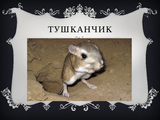 тушканчик 