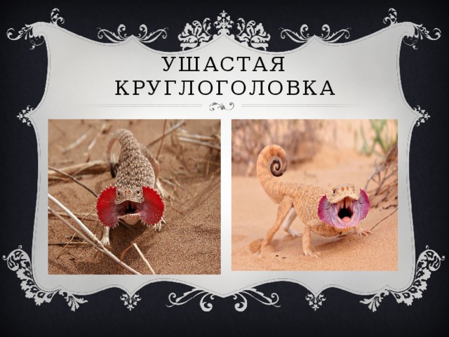 Ушастая круглоголовка 