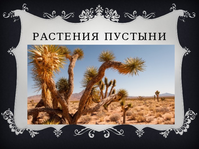 Растения пустыни 