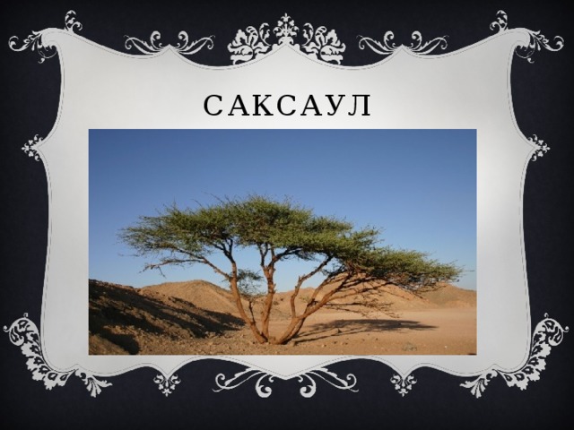 саксаул 