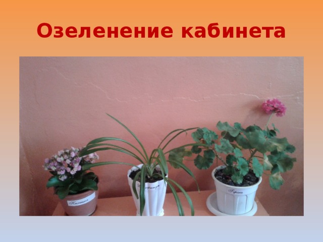 Озеленение кабинета 