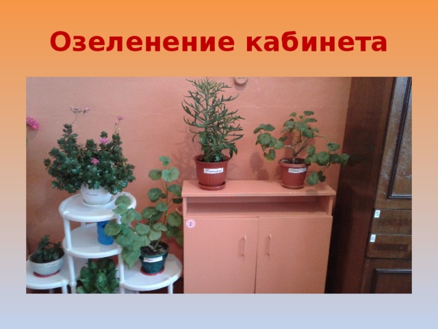 Озеленение кабинета 
