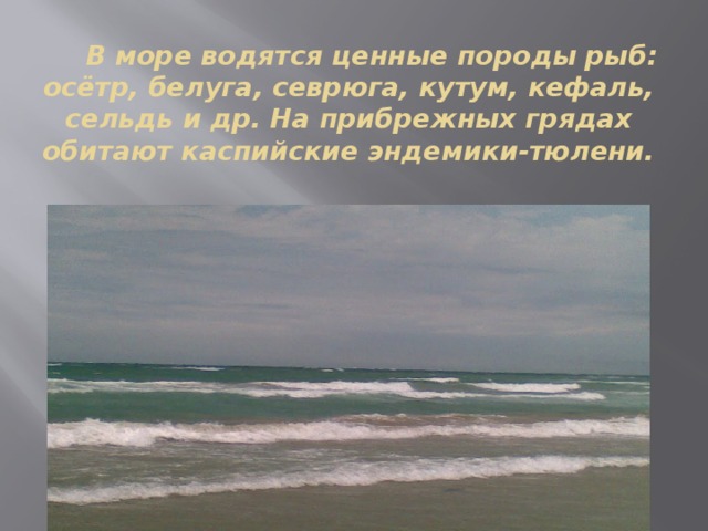  В море водятся ценные породы рыб: осётр, белуга, севрюга, кутум, кефаль, сельдь и др. На прибрежных грядах обитают каспийские эндемики-тюлени. 