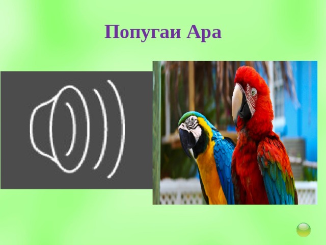 Попугаи Ара