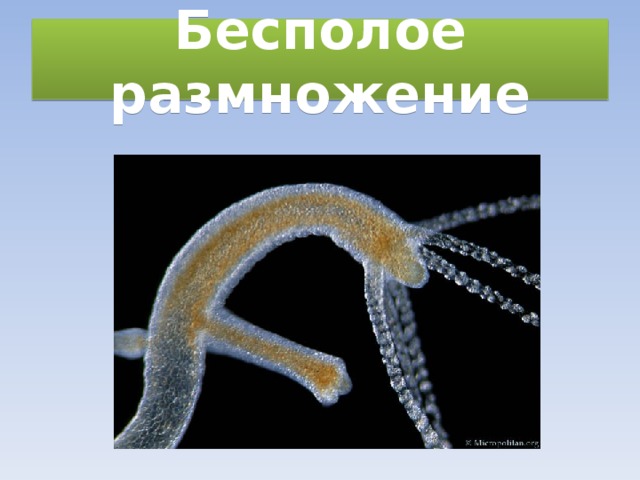 Бесполое размножение 