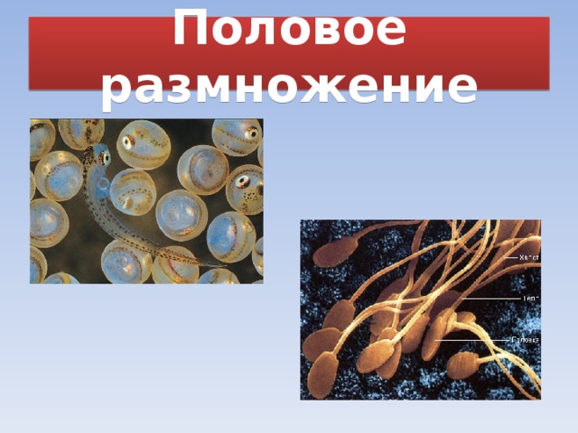 Половое размножение 