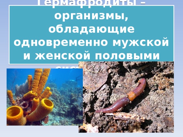 Гермафродиты – организмы, обладающие одновременно мужской и женской половыми системами. 