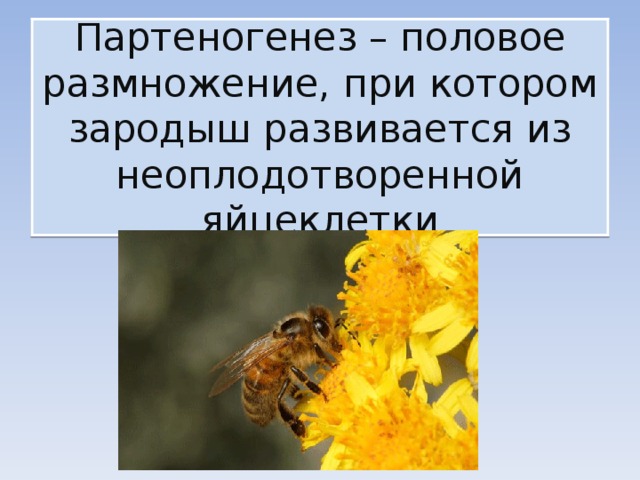Партеногенез – половое размножение, при котором зародыш развивается из неоплодотворенной яйцеклетки 