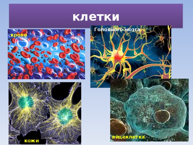 клетки Головного мозга крови яйцеклетка кожи 