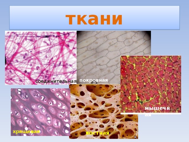 ткани покровная соединительная мышечная хрящевая костная 
