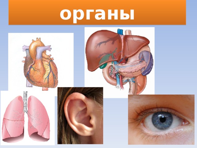 органы 