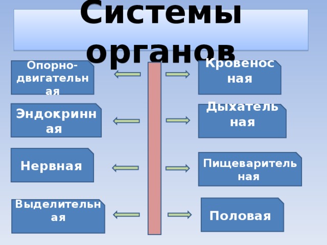 Системы органов Опорно-двигательная Кровеносная  Эндокринная Дыхательная  Нервная  Пищеварительная  Половая Выделительная  