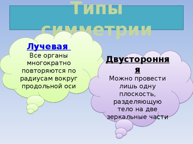 Типы симметрии Лучевая Все органы многократно повторяются по радиусам вокруг продольной оси Двусторонняя Можно провести лишь одну плоскость, разделяющую тело на две зеркальные части 
