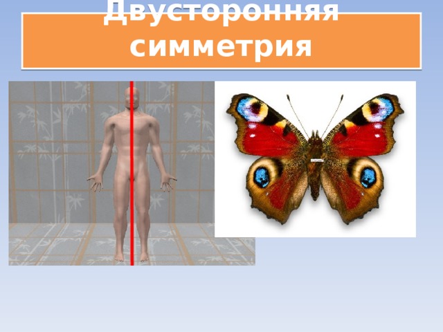 Двусторонняя симметрия   